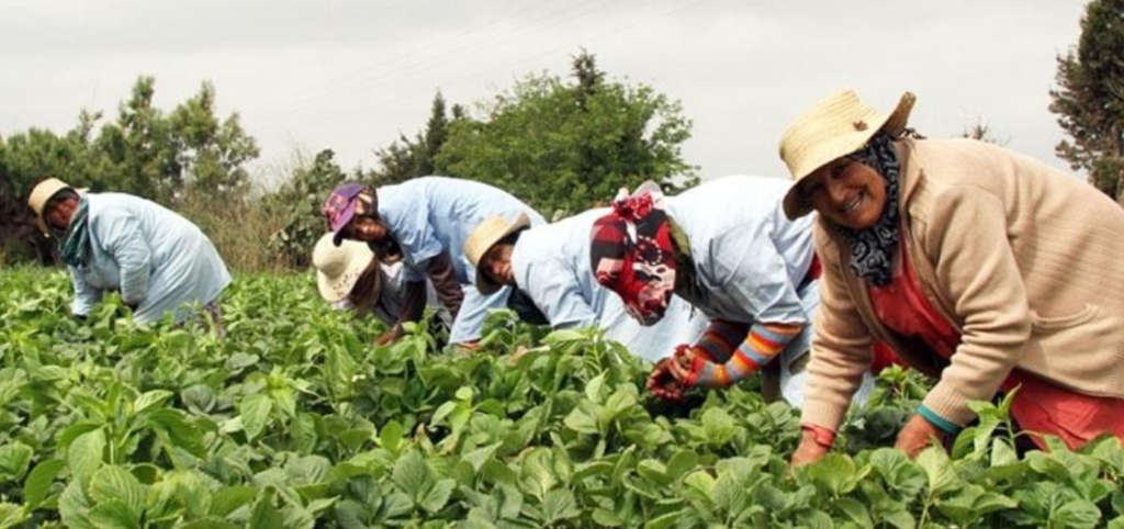 Femmes agricultrices récoltant des légumes frais à la main dans un champ